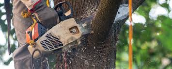 How Our Tree Care Process Works  in  South Hooksett, NH