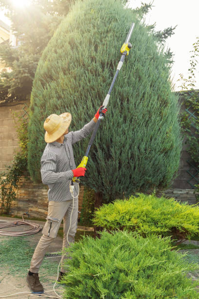 Best Storm Damage Tree Cleanup  in South Hooksett, NH